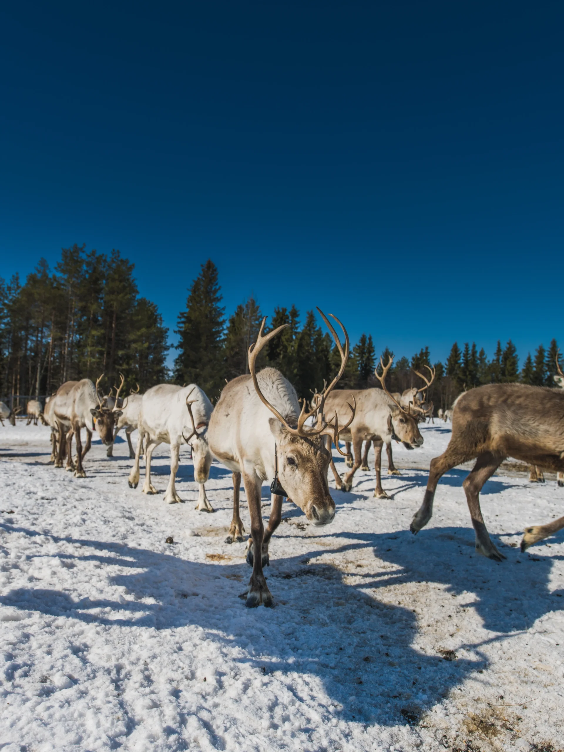 Rovaniemi